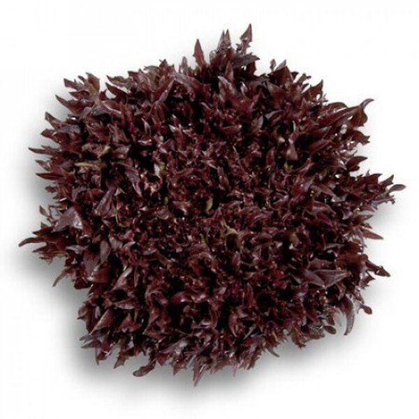 Салат "Вінтекс / Wintex" 5000 с. Рік Цваан, (Rijk Zwaan) Салат "Вінтекс / Wintex" 5000 с. Рік Цваан, (Rijk Zwaan)