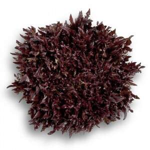 Салат "Вінтекс / Wintex" 5000 с. Рік Цваан, (Rijk Zwaan)