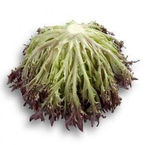 Салат "Вінтекс / Wintex" 5000 с. Рік Цваан, (Rijk Zwaan) Салат "Вінтекс / Wintex" 5000 с. Рік Цваан, (Rijk Zwaan)