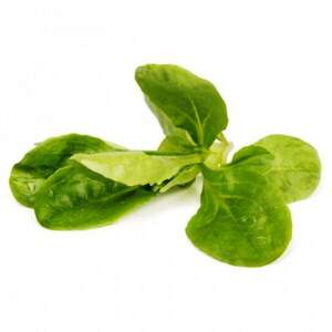 Салат "Сирілла/Cirilla" 100 000 с. Рік Цваан, (Rijk Zwaan)