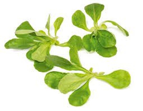 Салат "Діона / Diona" 100 000 с. Рік Цваан, (Rijk Zwaan) Салат "Діона / Diona" 100 000 с. Рік Цваан, (Rijk Zwaan)