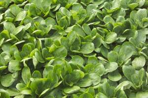 Салат Салат