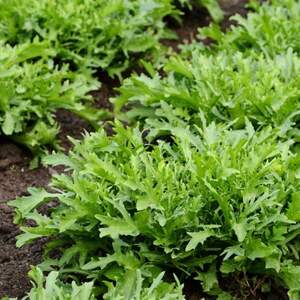 Рукола "Сіноп / Sinope" 1 000 000 с. Рік Цваан, (Rijk Zwaan)