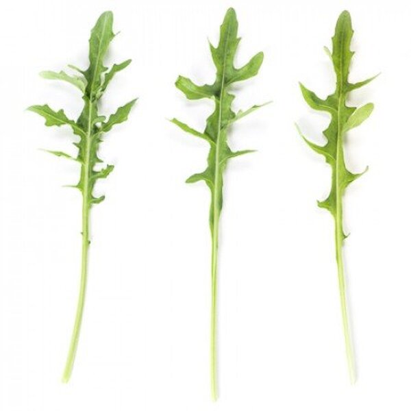 Рукола "Темісто / Themisto" 1 000 000 с. Рік Цваан, (Rijk Zwaan) Рукола "Темісто / Themisto" 1 000 000 с. Рік Цваан, (Rijk Zwaan)