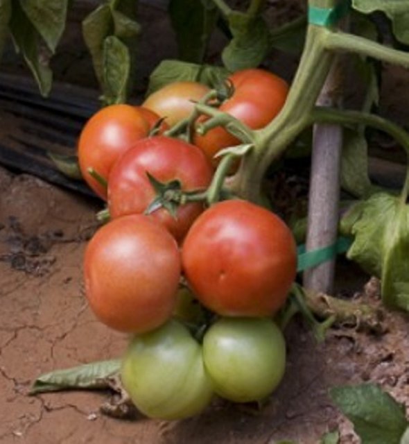 Томат Томат