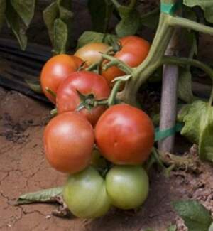 Томат "Абелус" F1 100 с. Рік Цваан, (Rijk Zwaan)