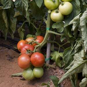 Томат "Абелус" F1 100 с. Рік Цваан, (Rijk Zwaan)