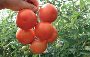 Томат «Лілос» F1 1000 с. Рік Цваан, (Rijk Zwaan)