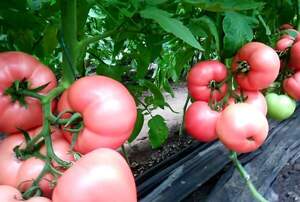 Томат «Мануса» F1 1000 с. Рік Цваан, (Rijk Zwaan)