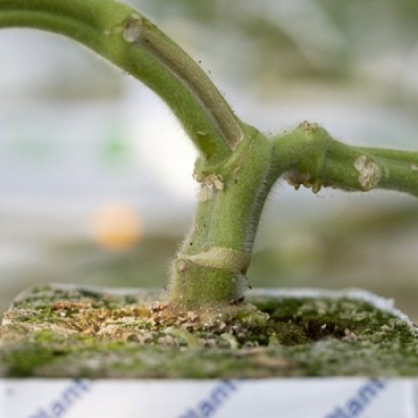 Підщепа для томату «Сузука» F1 1 000 с. Рік Цваан, (Rijk Zwaan) Підщепа для томату «Сузука» F1 1 000 с. Рік Цваан, (Rijk Zwaan)