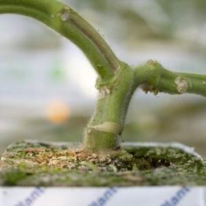 Підщепа для томату «Сузука» F1 1 000 с. Рік Цваан, (Rijk Zwaan)