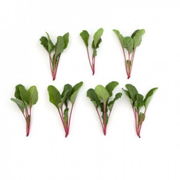 Мангольд Чарлі 50000 с. Рік Цваан, (Rijk Zwaan) Мангольд Чарлі 50000 с. Рік Цваан, (Rijk Zwaan)