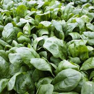 Шпинат Шпинат