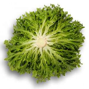 Салат "Експертайз" 1 000 с. Рік Цваан, (Rijk Zwaan)