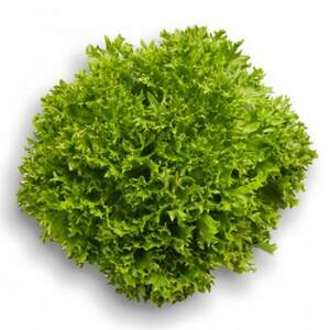 Салат "Експертайз" 5 000 с. Рік Цваан, (Rijk Zwaan)