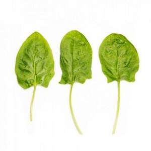 Шпинат "Гну" F1 1000000 с. Рік Цваан, (Rijk Zwaan)