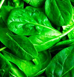 Шпинат "Гну" F1 1000000 с. Рік Цваан, (Rijk Zwaan)