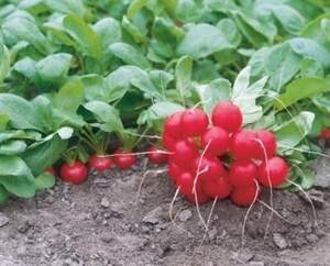 Редис "Ірен" F1 250 р. Рійк Цваан, (Rijk Zwaan)