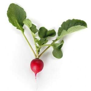 Редис "Валері F1 / Valerie F1" 25 000 с. (фракція 2.25 – 3.25) Rijk Zwaan Редис "Валері F1 / Valerie F1" 25 000 с. (фракція 2.25 – 3.25) Rijk Zwaan