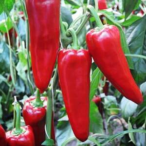 Перець "Портека" F1 100 с. Рік Цваан, (Rijk Zwaan)