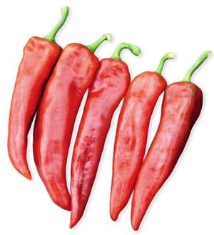 Перець "Тандер" F1 100 с. Рік Цваан, (Rijk Zwaan)