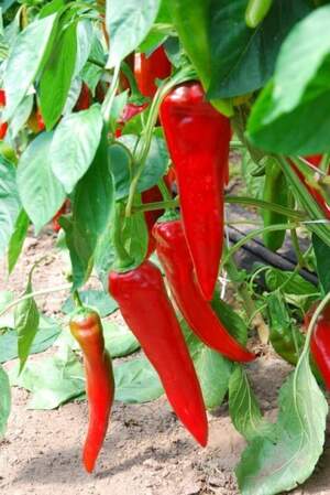 Перець "Тандер" F1 100 с. Рік Цваан, (Rijk Zwaan) Перець "Тандер" F1 100 с. Рік Цваан, (Rijk Zwaan)