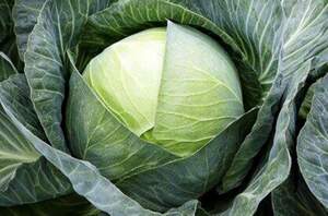 Капуста білокачанна Епікур F1 2500 н. Syngenta Капуста білокачанна Епікур F1 2500 н. Syngenta