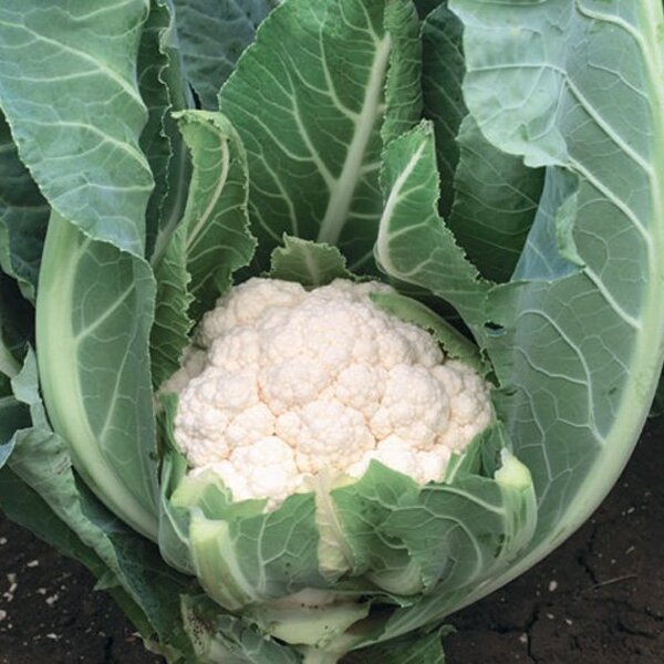 Капуста цвітна Алмагро F1 2500 нас. (Syngenta) Капуста цвітна Алмагро F1 2500 нас. (Syngenta)