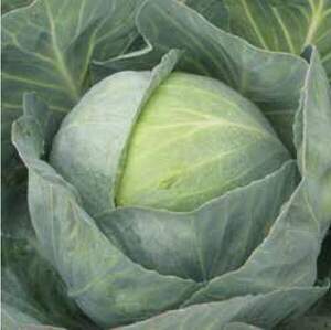 Капуста білокачанна "Бузоні" F1 калібрована - 2500 с. (Hazera)
