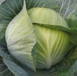 Капуста білокачанна "Ліон" F1 калібрована - 2500 с. (Hazera)