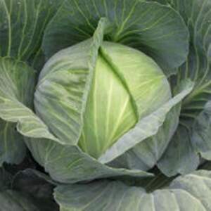 Капуста білокачанна "Саті" F1 Калібр. - 10 000 с. (Hazera)