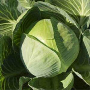 Капуста білокачанна "Структон" F1 Калібр. - 2500 с. (Hazera)