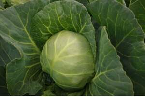 Капуста білокачанна "Каррера 17-1517" F1 2500 с. (Hazera)