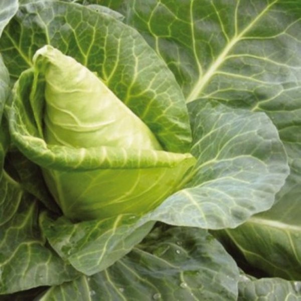 Капуста конічна "Редженсі" F1 2500 с. (Hazera) Капуста конічна "Редженсі" F1 2500 с. (Hazera)