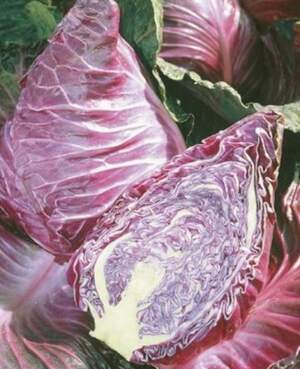 Капуста конічна "Тінті" F1 2500 с. (Hazera)