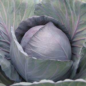 Капуста червонокачанна "Романів" F1 2 500 с. (Hazera)