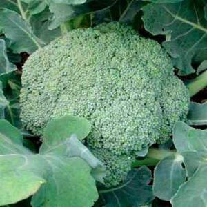 Капуста броколі "Стромболі" F1 2500 с. (Hazera)
