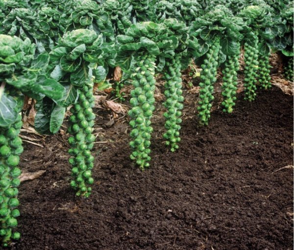 Капуста брюссельська Капуста брюссельська