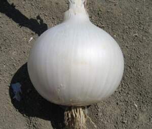 Насіння цибулі "Венус" F1 1 кг. (Hazera)