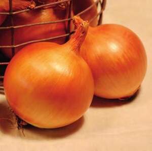 Насіння цибулі "Фронтіно" F1 250 000 с. (Hazera)