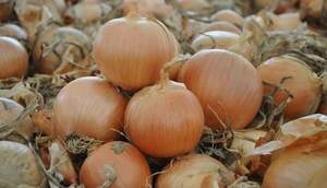 Насіння цибулі "Дормо" F1 250 000 с. (Hazera)