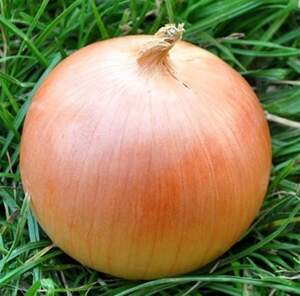 Насіння цибулі "Стартер" F1 250 000 с. (Hazera)