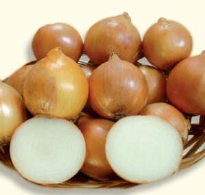 Насіння цибулі "Стартер" F1 250 000 с. (Hazera)