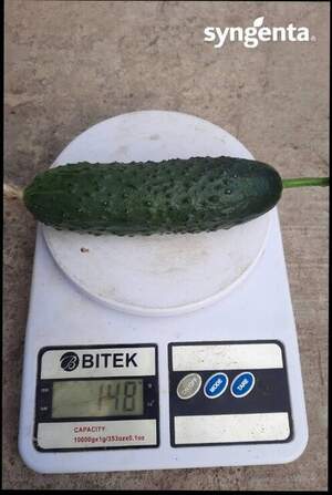 Огірок Балкан 500 н. (Syngenta)