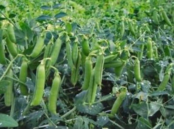 Горох овочевий Трофі 100 000 н. Сингента (Syngenta) Горох овочевий Трофі 100 000 н. Сингента (Syngenta)