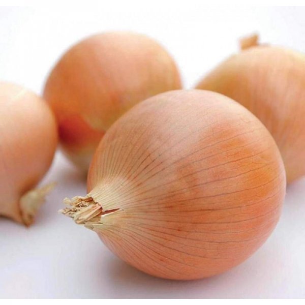 Насіння цибулі "Імаго" F1 250 000 с. (Hazera) Насіння цибулі "Імаго" F1 250 000 с. (Hazera)