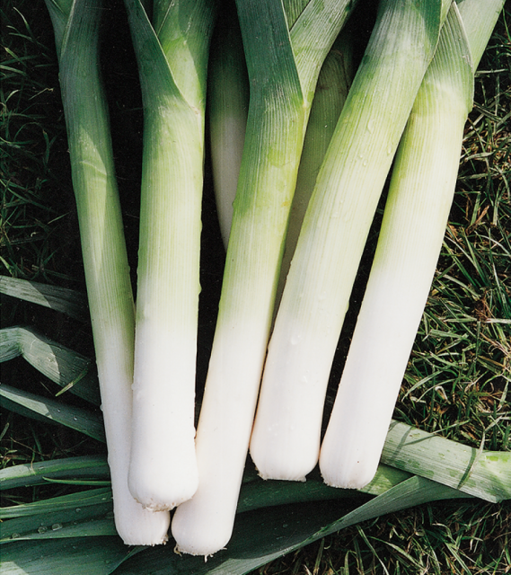 Насіння цибулі порей Насіння цибулі порей