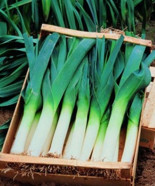 Насіння цибулі порей "Порілюкс" 25 г (Hazera) Насіння цибулі порей "Порілюкс" 25 г (Hazera)