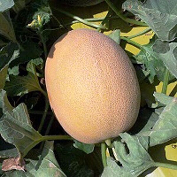 Диня "Янів (HA 64 07)" F1 1 000 с. (Hazera) Диня "Янів (HA 64 07)" F1 1 000 с. (Hazera)