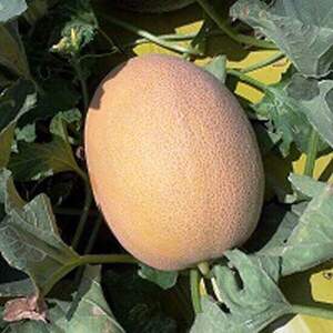 Диня "Янів (HA 64 07)" F1 1 000 с. (Hazera)